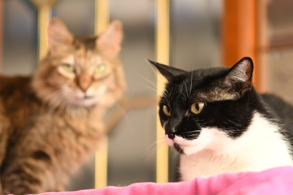 Refugi Els Àngels tweet media