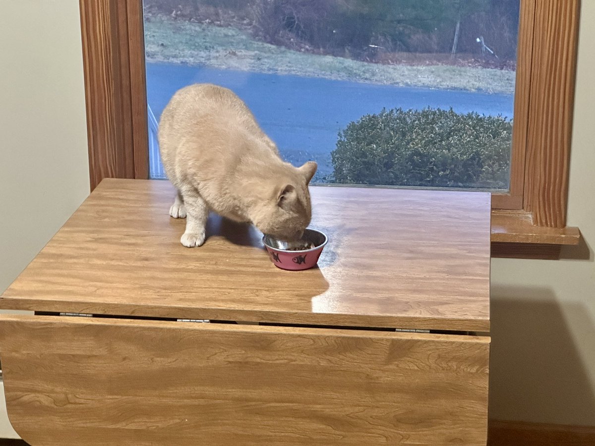 💞 Kitty Haven ⚥ 💞 tweet media