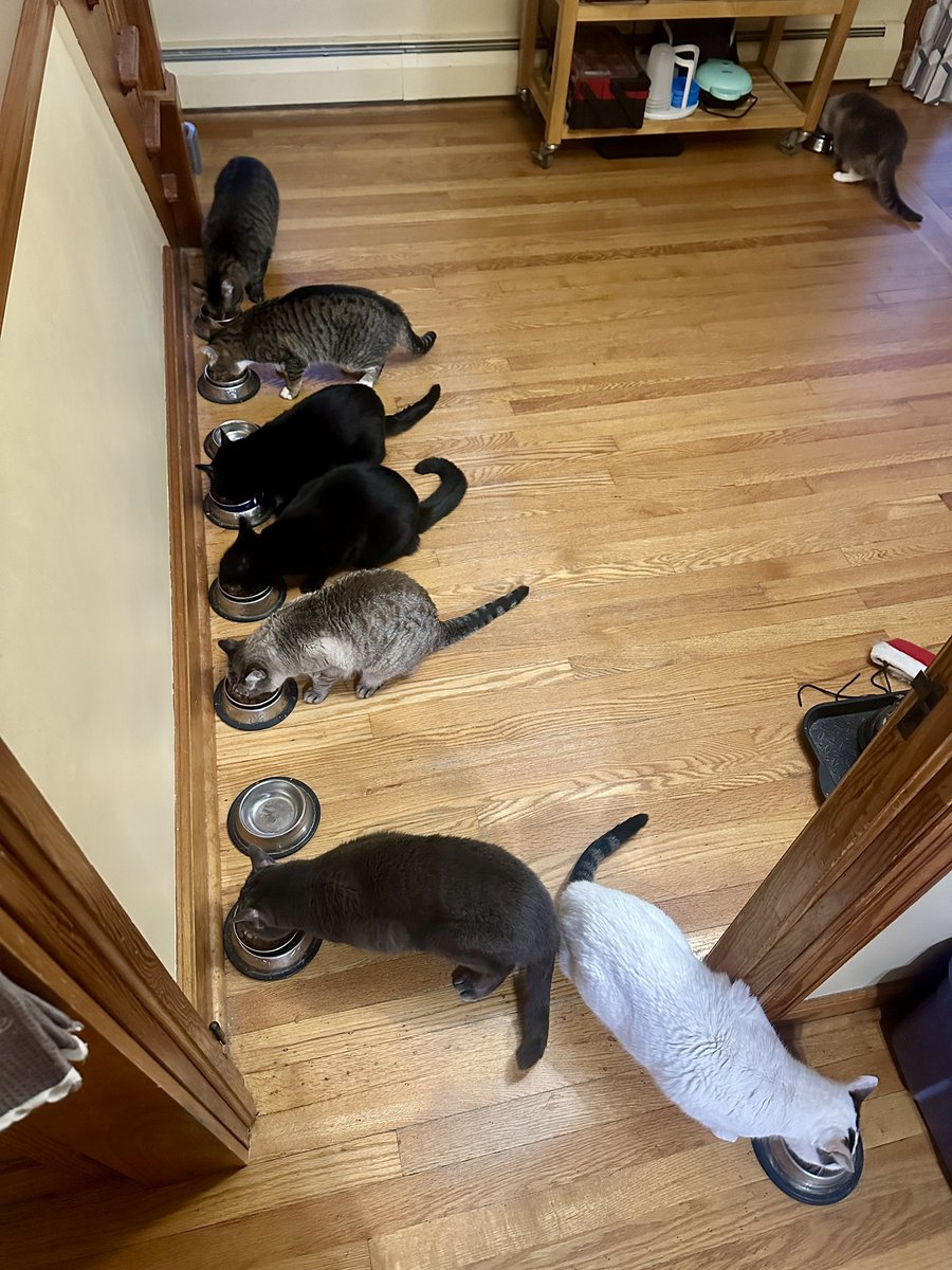 💞 Kitty Haven ⚥ 💞 tweet media