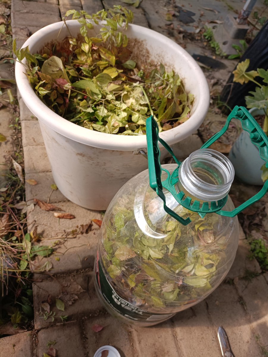 killer2020lol's tweet photo. Turn old glass jars into glowing herb planters! Clean → drill drainage holes → add soil + seeds → place in sunlight. Save money, grow your own, and add cozy decor.  #UpcycleHacks #DIYHome https://t.co/TUmOvKiCpC