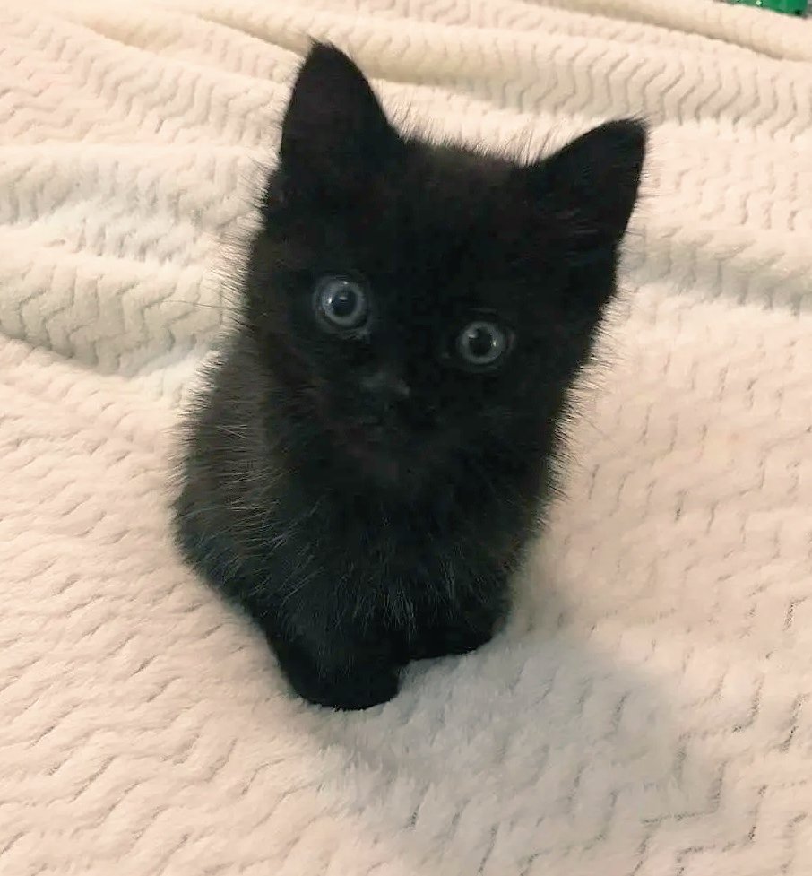 Livia Valerio tweet media