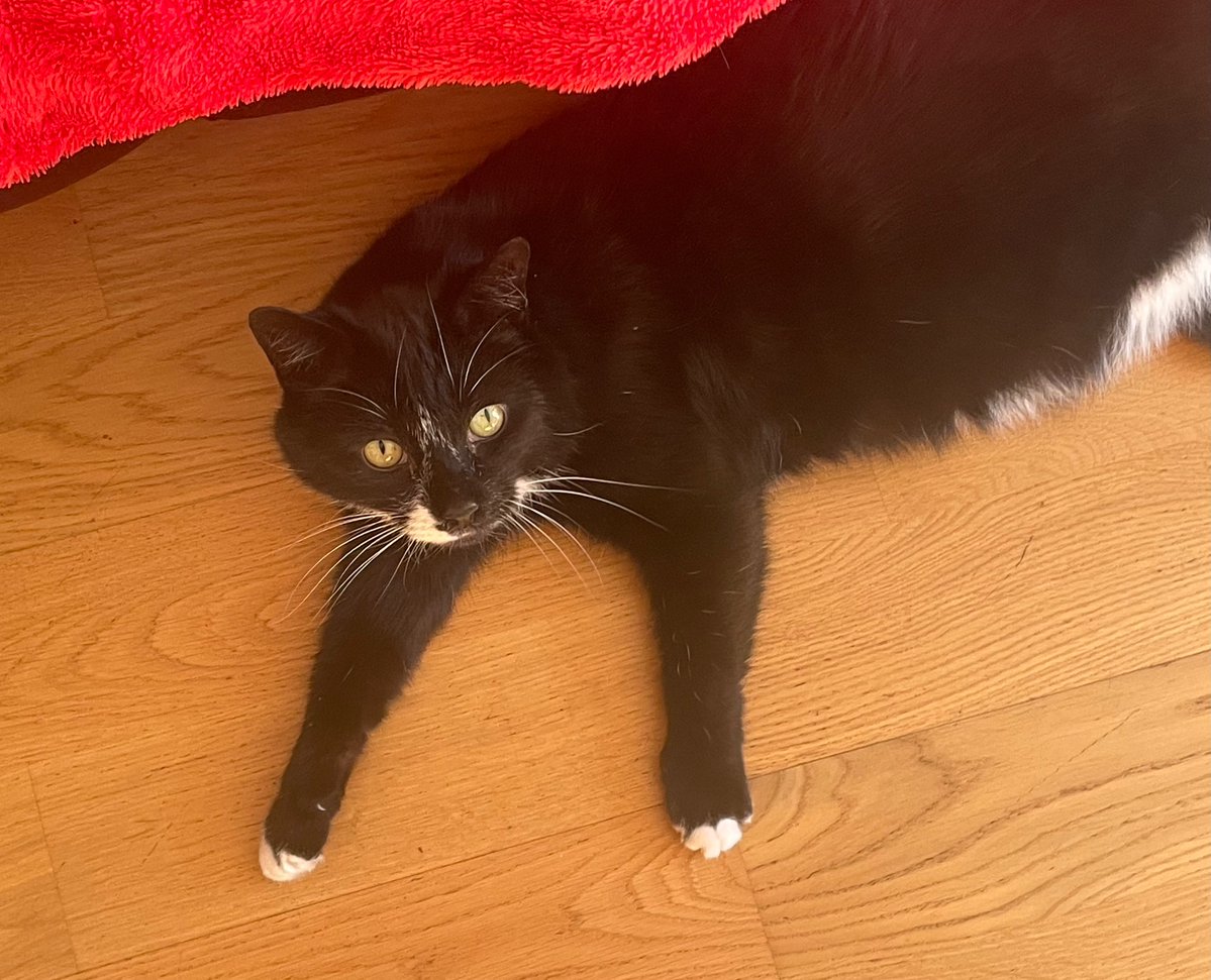 Mystic Queen of Maybe (Jan) & Teddy 🐈‍⬛ tweet media