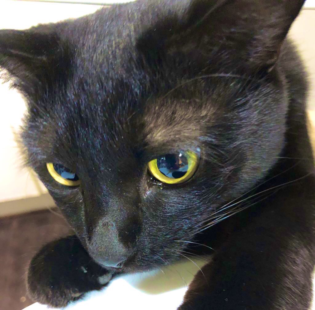 こっちゃんの大冒険@猫YouTuber tweet media