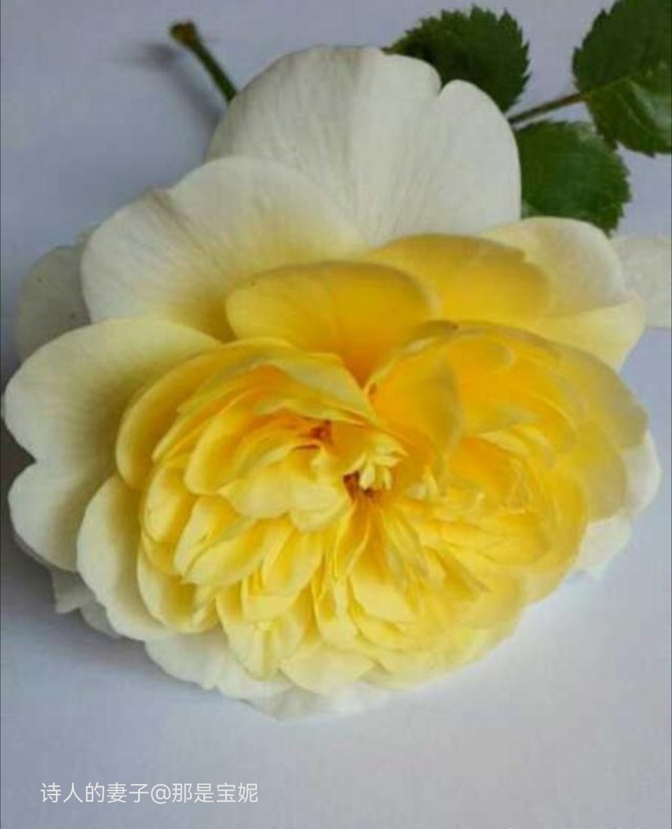 Stefano Schwannauer tweet media