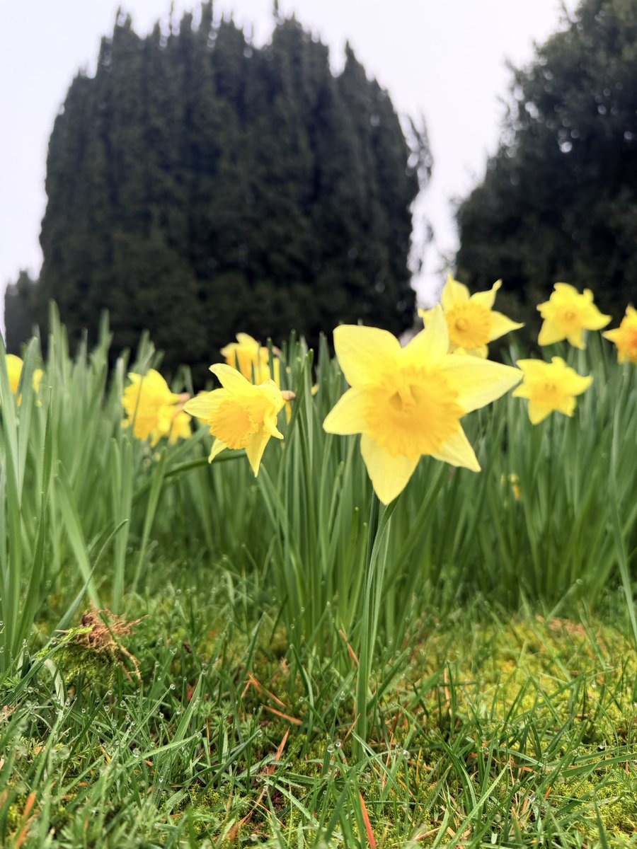 ourrosedale's tweet photo. #wilddaffodils in Rosedale looking beautiful! Suns about to come out too! https://t.co/eGH2pYgrJe