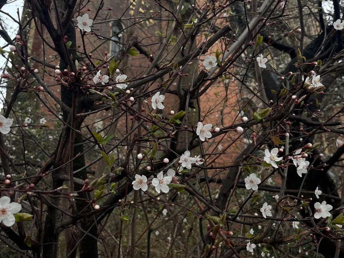 orfeu leticia tweet media