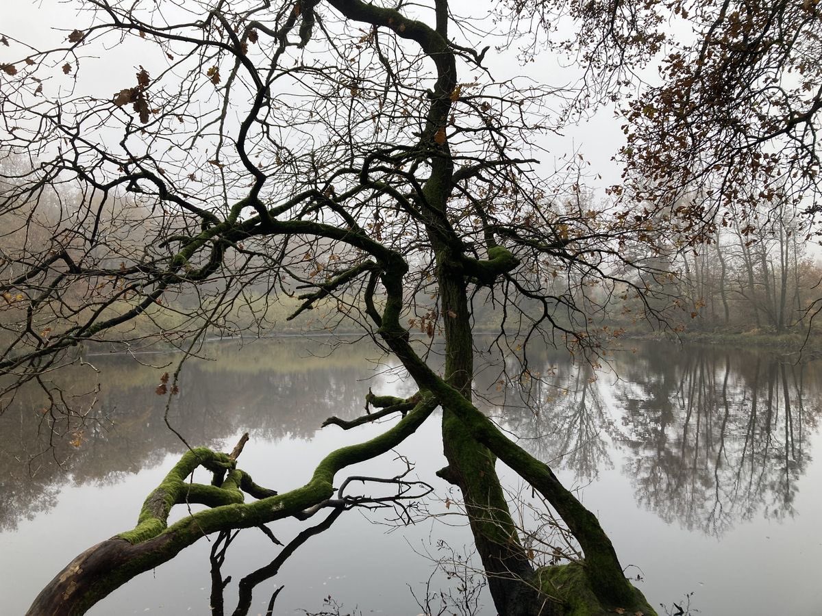 orfeu leticia tweet media