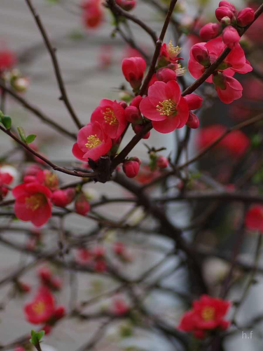 Hiroshi Furukawa tweet media