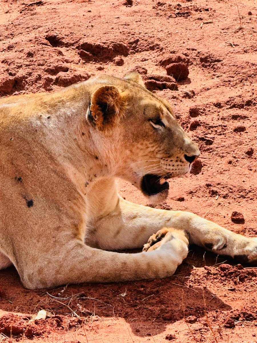 Kenya Wildlife Service tweet media