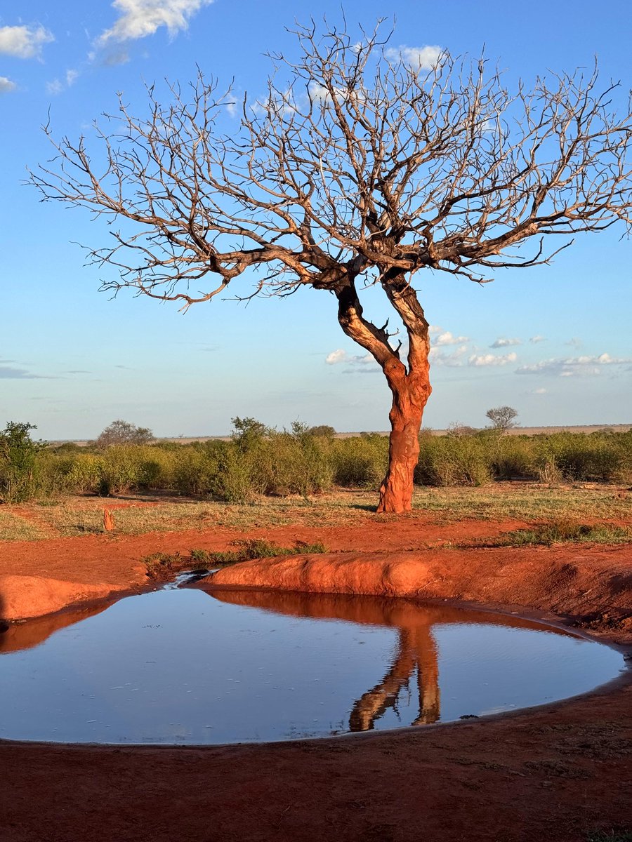 Kenya Wildlife Service tweet media