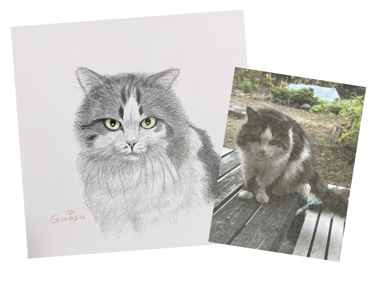 gorasu_0410's tweet photo. 鉛筆画ねこちゃん
描かせてもらいましたฅ•ω•ฅ
ワイルドで良い顔してる https://t.co/w1rNrW7Btv