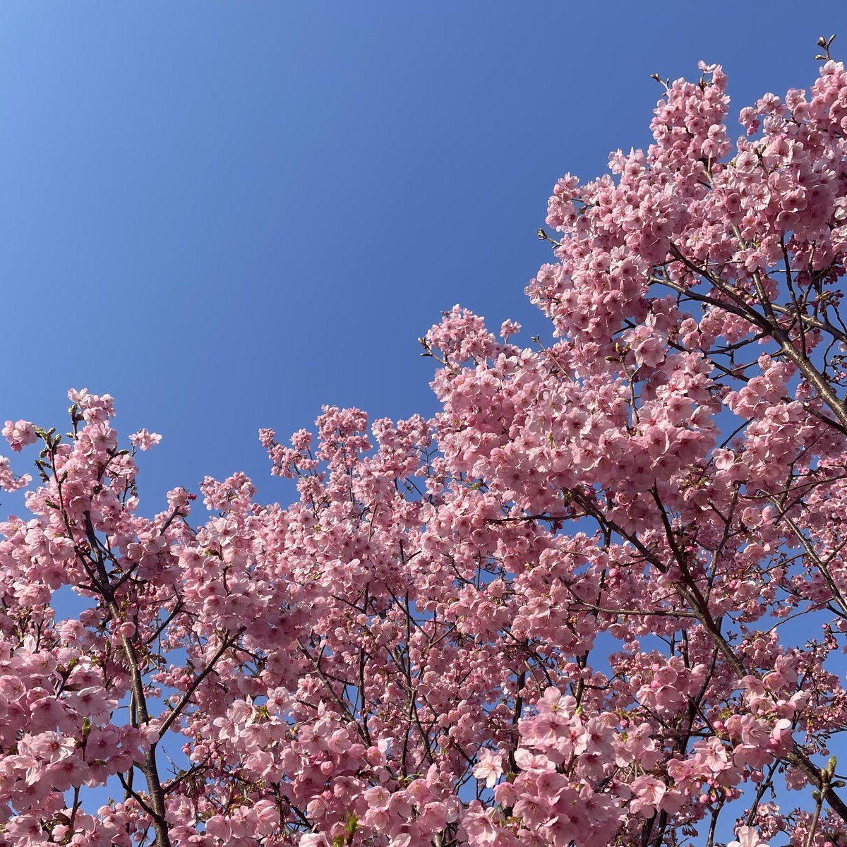 早咲きの桜を眺めながら恒例のBBQをしてきました。春ですなー。