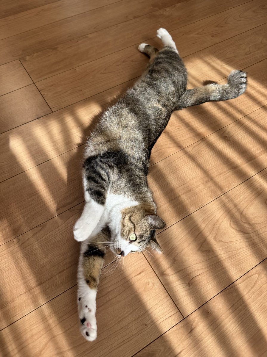 ringotonekosuke's tweet photo. 暖かい1日だったね☺️
＃猫 #ねこ ＃猫好きさんと繋がりたい ＃猫をTLに流しちゃおう ＃猫との暮らし   #ふーこのまいにち https://t.co/SDQ4zBZIdC