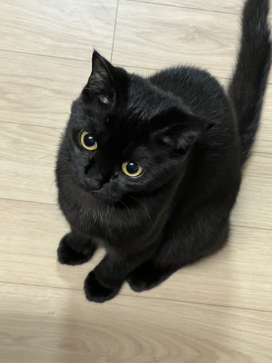 만만섭섭🐱 tweet media