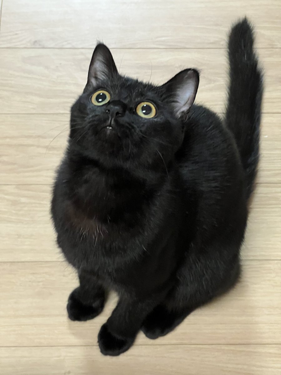 만만섭섭🐱 tweet media