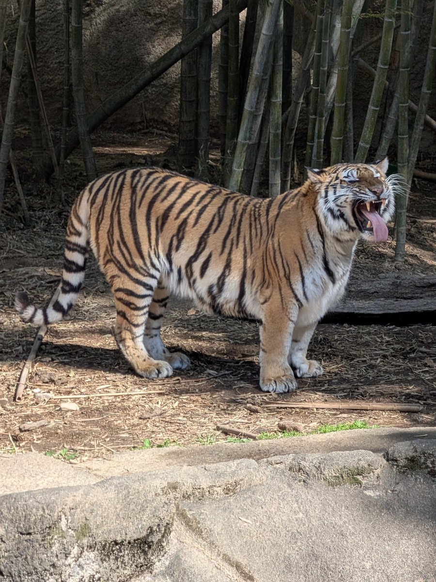 こむぎまる tweet media