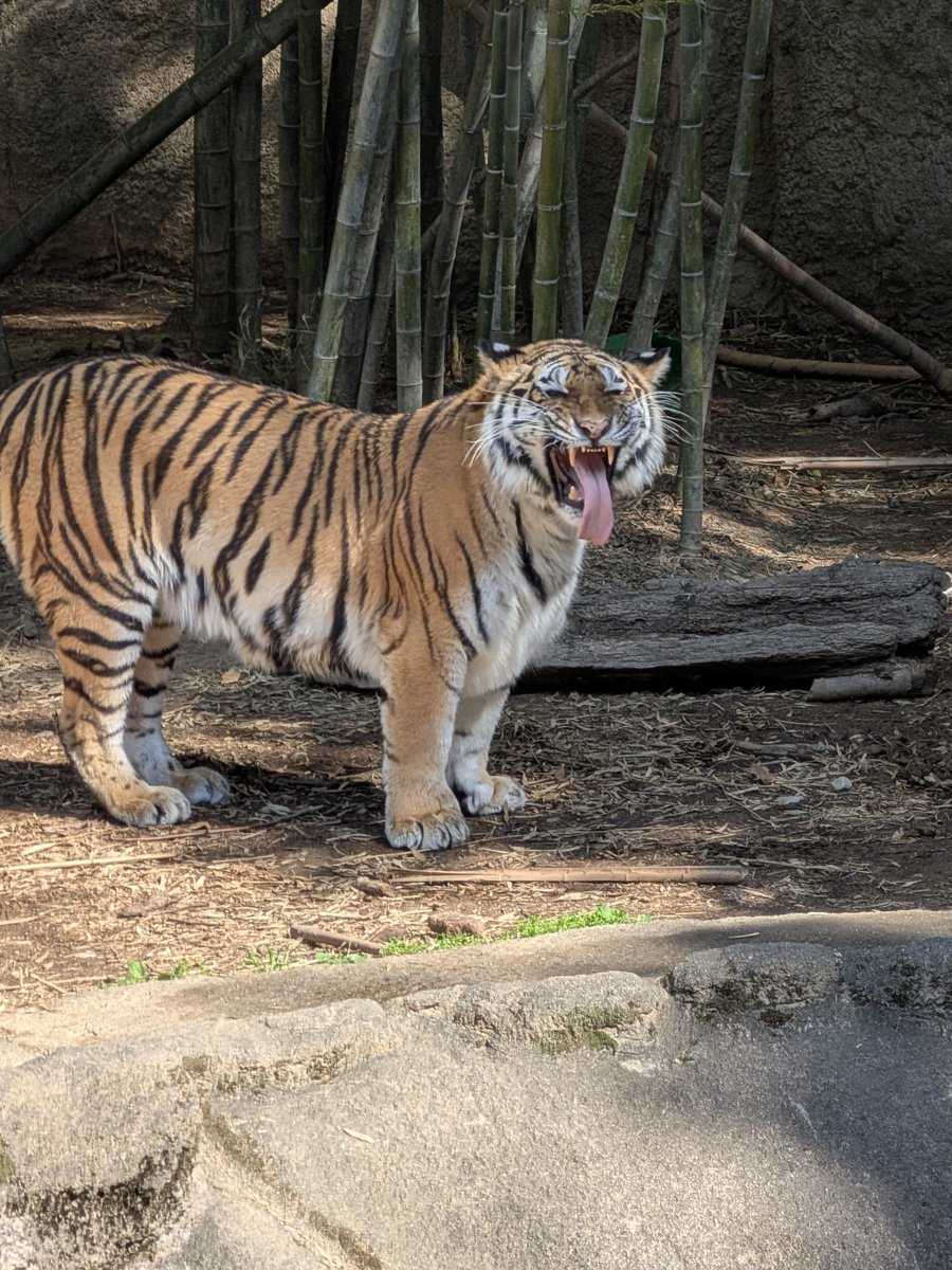 こむぎまる tweet media