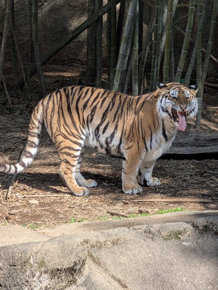 こむぎまる tweet media