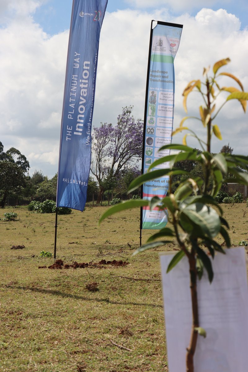 PlatinumCKenya's tweet photo. Soil between our fingers, smiles on our faces, and trees in the ground — that’s what success looks like!  In 2025, the journey began with the planting of 10,589 trees—a meaningful first step toward restoring ecosystems and strengthening the natural environments that sustain us.  As we commemorate International Forest Day, we reaffirm our commitment through the Landscape Repair and Transformation (#LANSRET) Programme —a partnership with @HeartsOfGreen, @uonbi Wangari Maathai Institute for Peace and Environmental Studies, and @KeForestService that continues to take root. So far this quarter, the initiative has grown to 18,000 trees planted, reflecting what is possible when shared purpose meets sustained action.