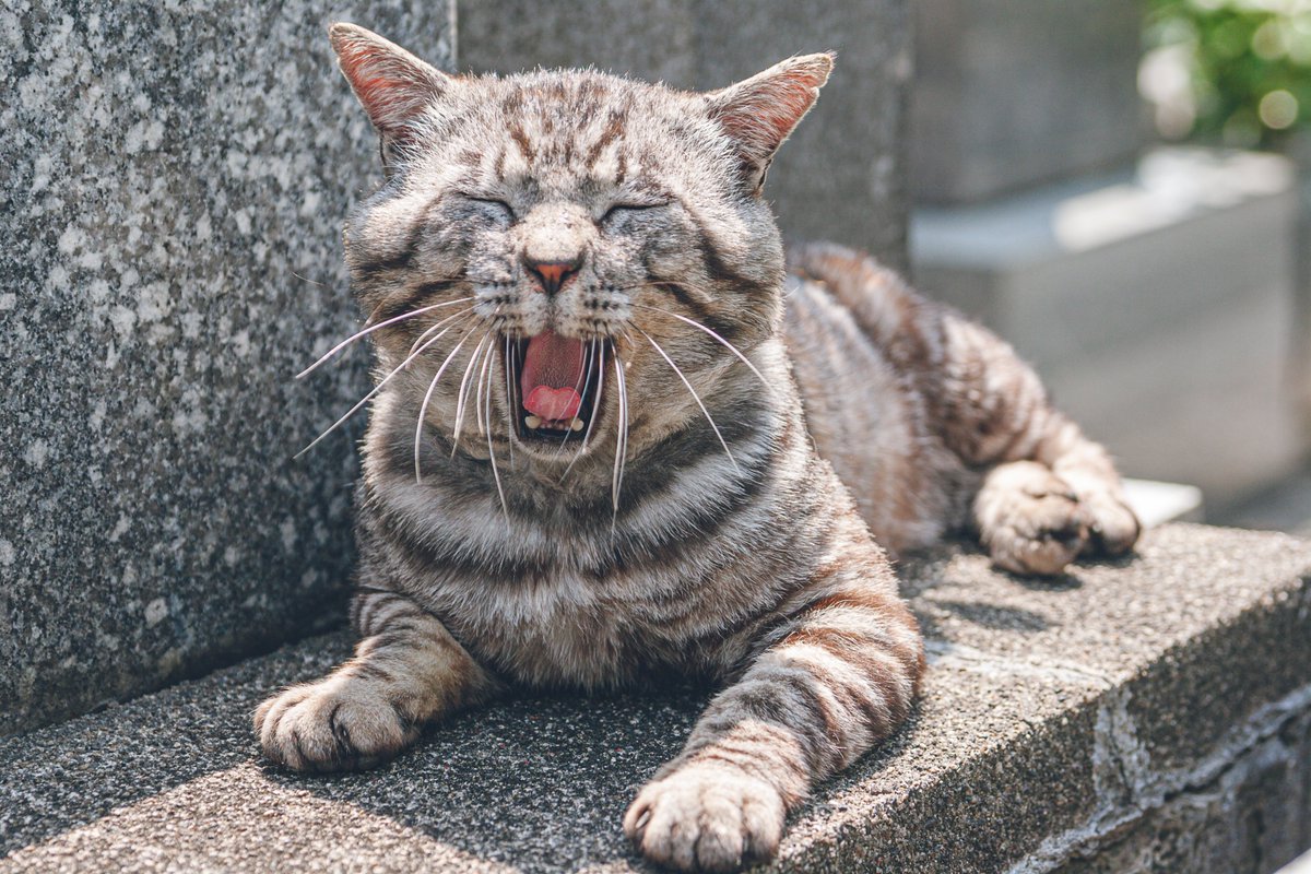 YrmnP's tweet photo. ねこ #猫写真 #photography #photo https://t.co/jiMDs8v4Yt