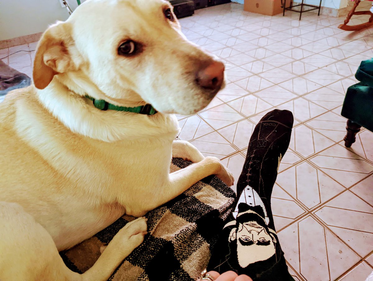 Lincoln💙🐶(Reagan🩷🐶 Kennedy 🩷🐶&🐱's) tweet media