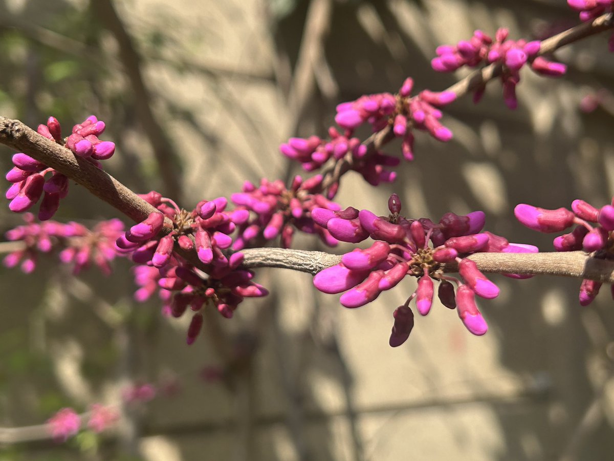 Kevin O’Shea tweet media