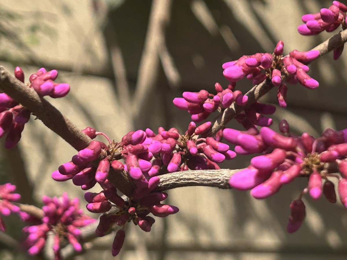 Kevin O’Shea tweet media