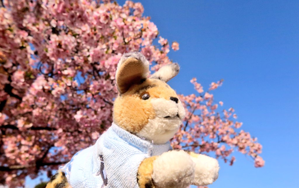 あさーバル（中の人） tweet media