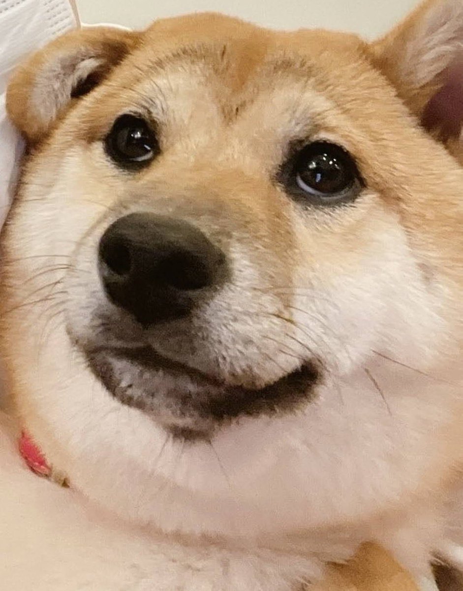 はたボーイ tweet media