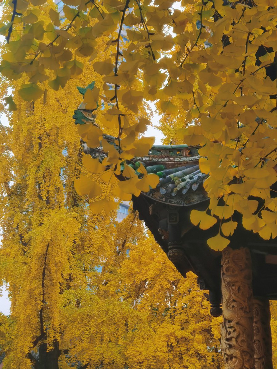 Little Divas tweet media