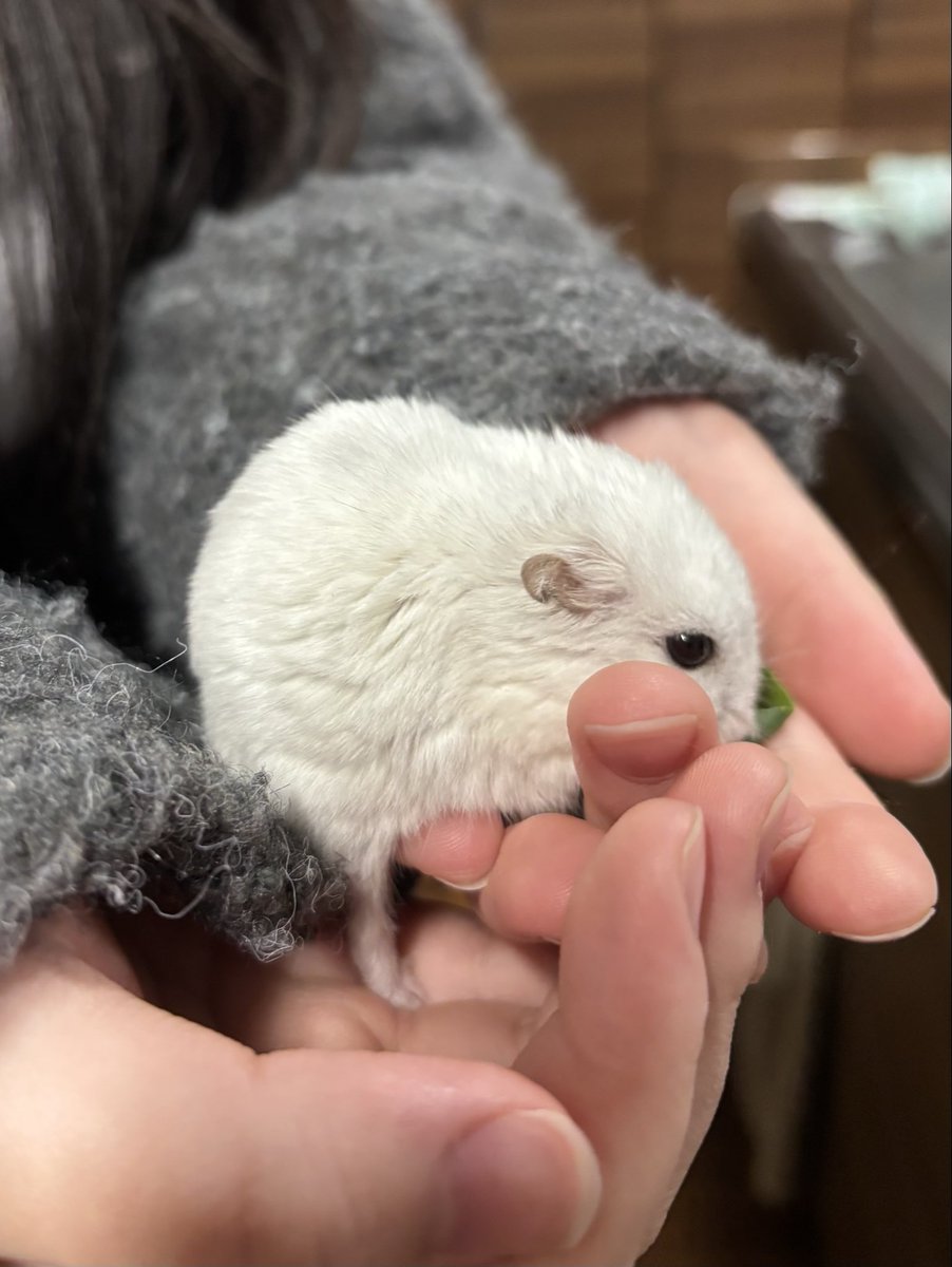 いも団子 tweet media