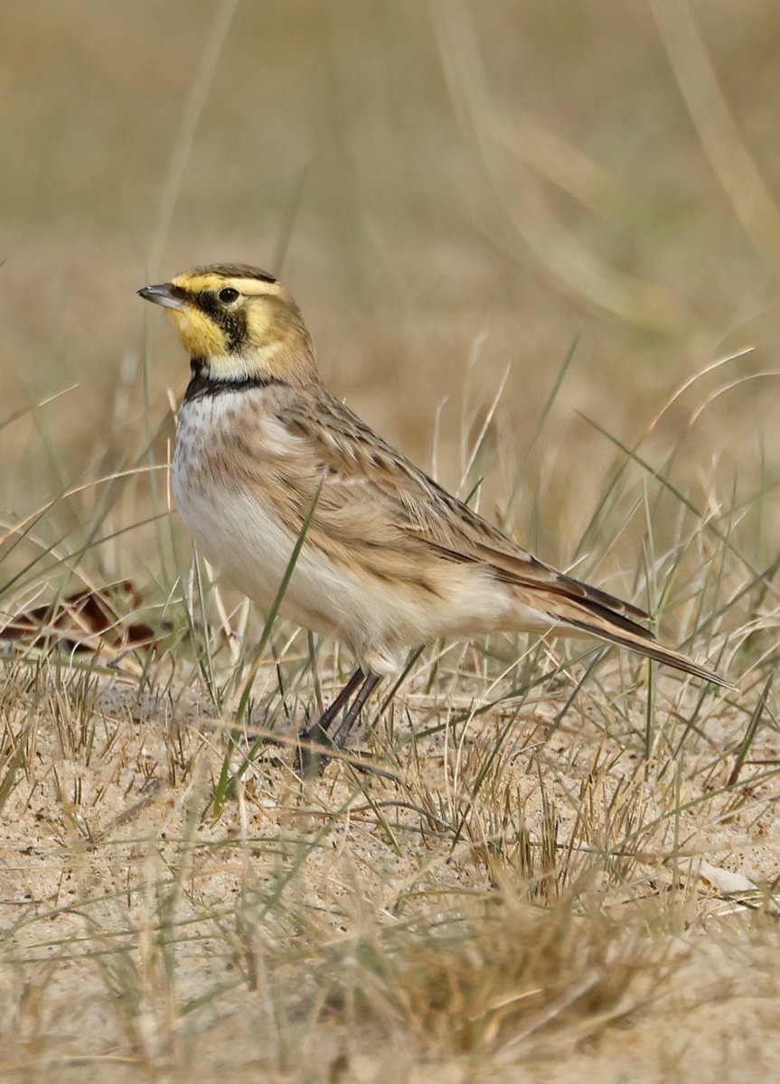 Jim Lawrence tweet media