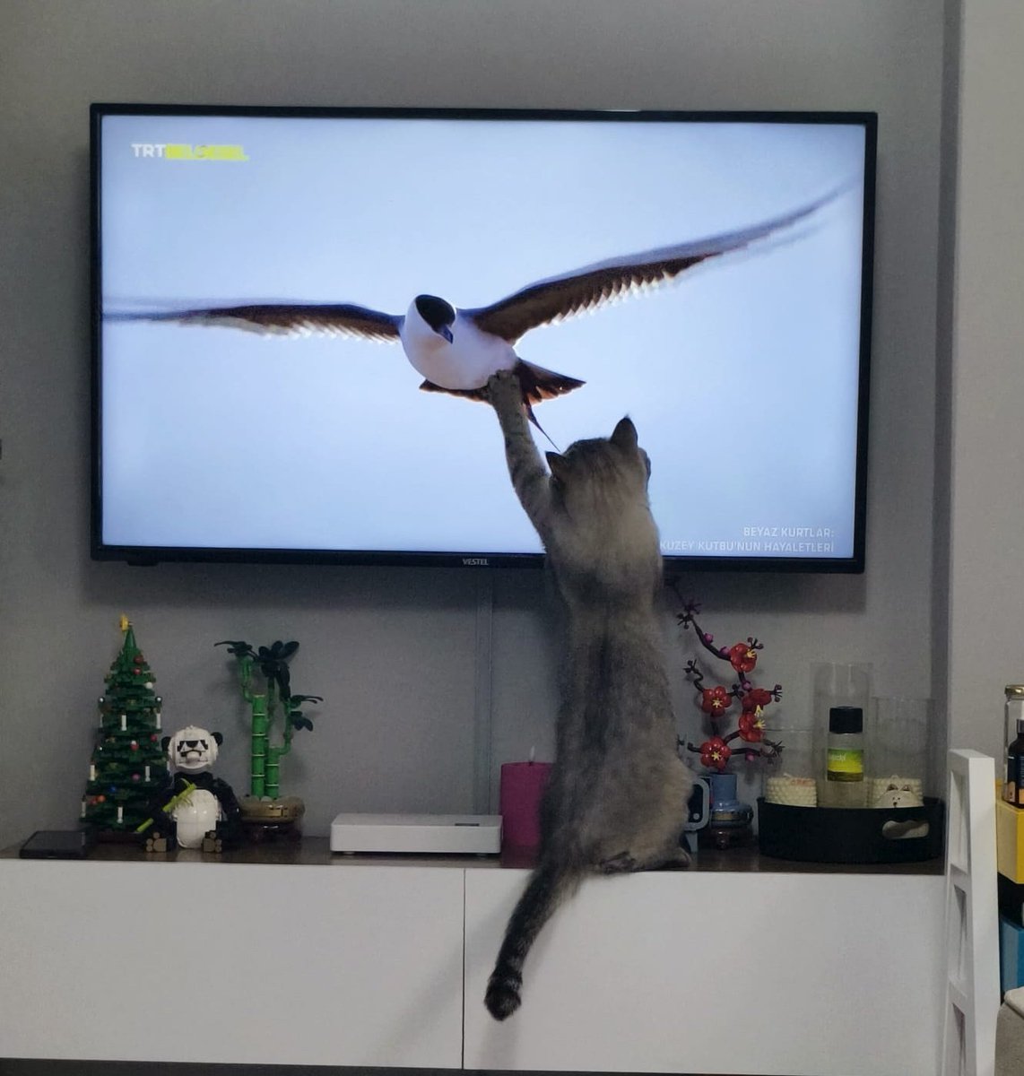 devran 🇪🇸 tweet media