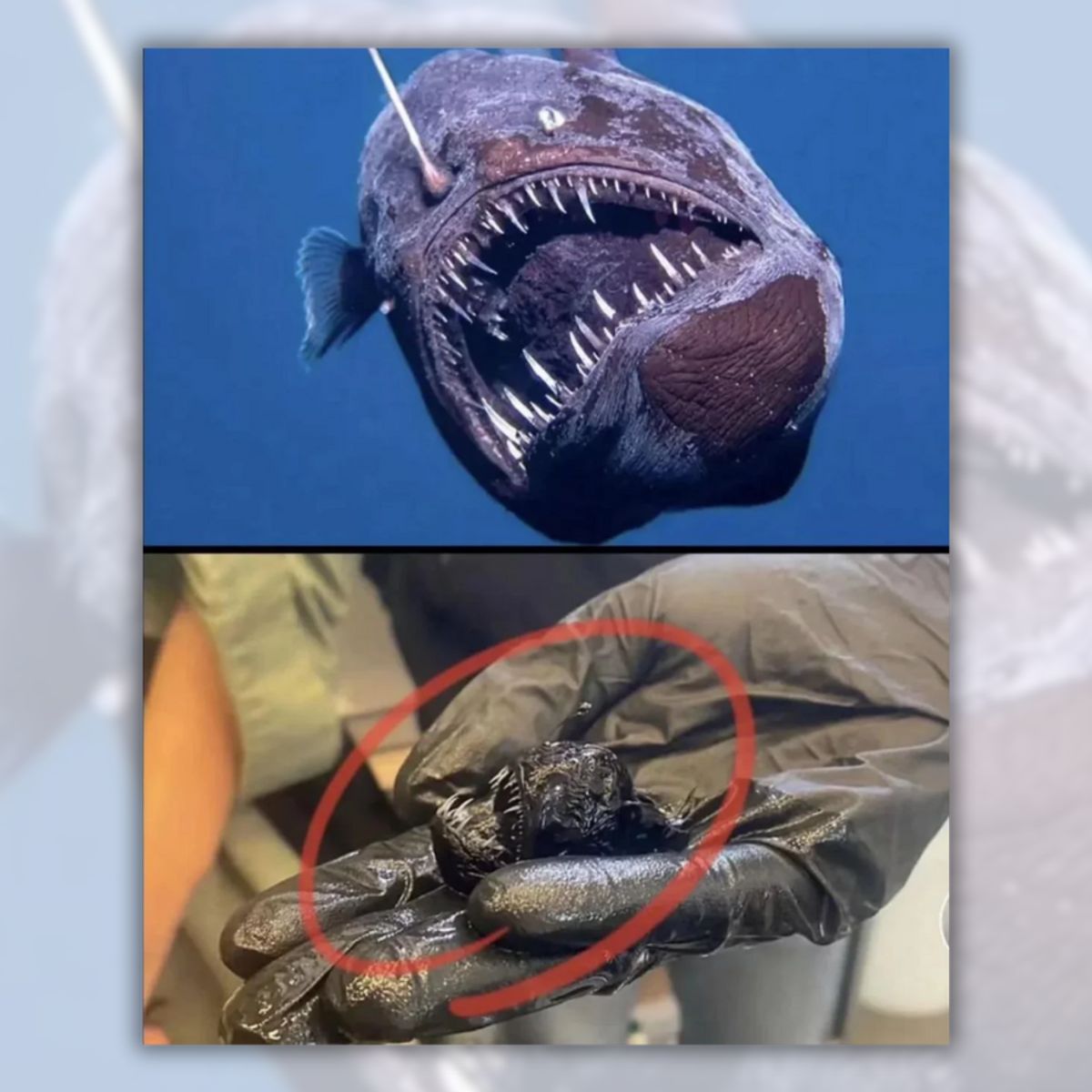 NotThat Ryan tweet media