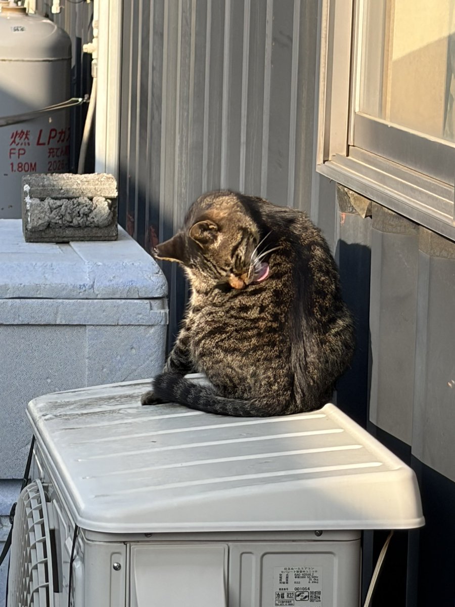 Mors(モルス)@LINEスタンプ販売中 tweet media