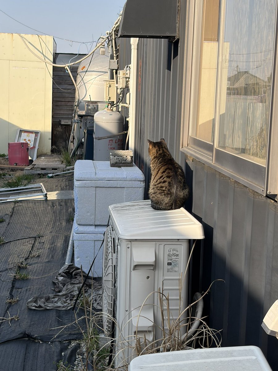 Mors(モルス)@LINEスタンプ販売中 tweet media