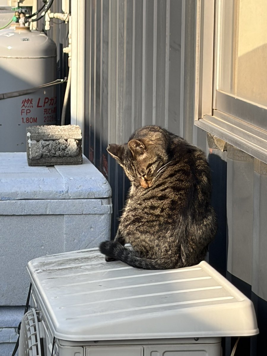 Mors(モルス)@LINEスタンプ販売中 tweet media