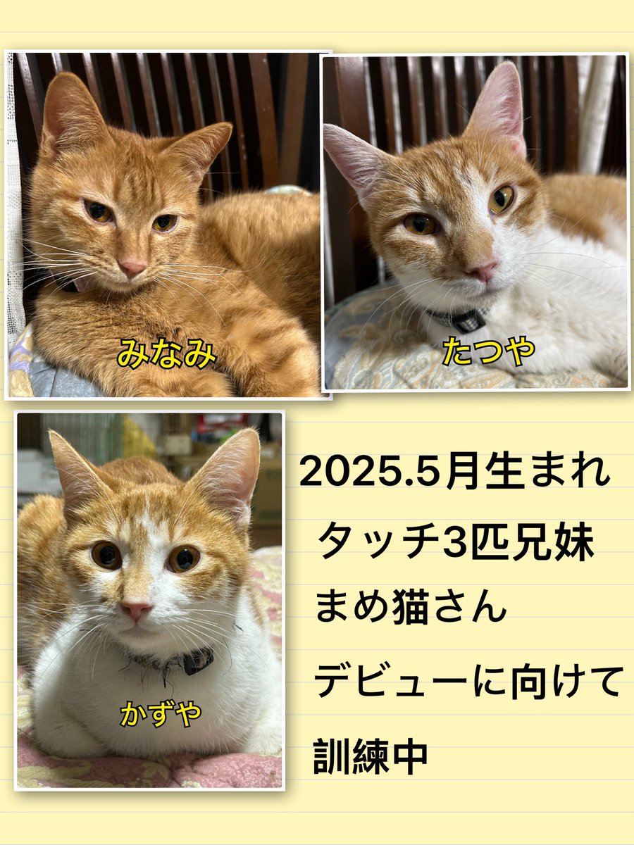 2025.5月生まれ　タッチ3匹兄妹

まめ猫さんデビューに向けて修行中

<a href="/mameneko_cafe/">くつろぎ古民家まめ猫</a>