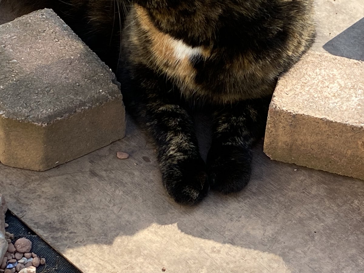 Always Anon PEI tweet media