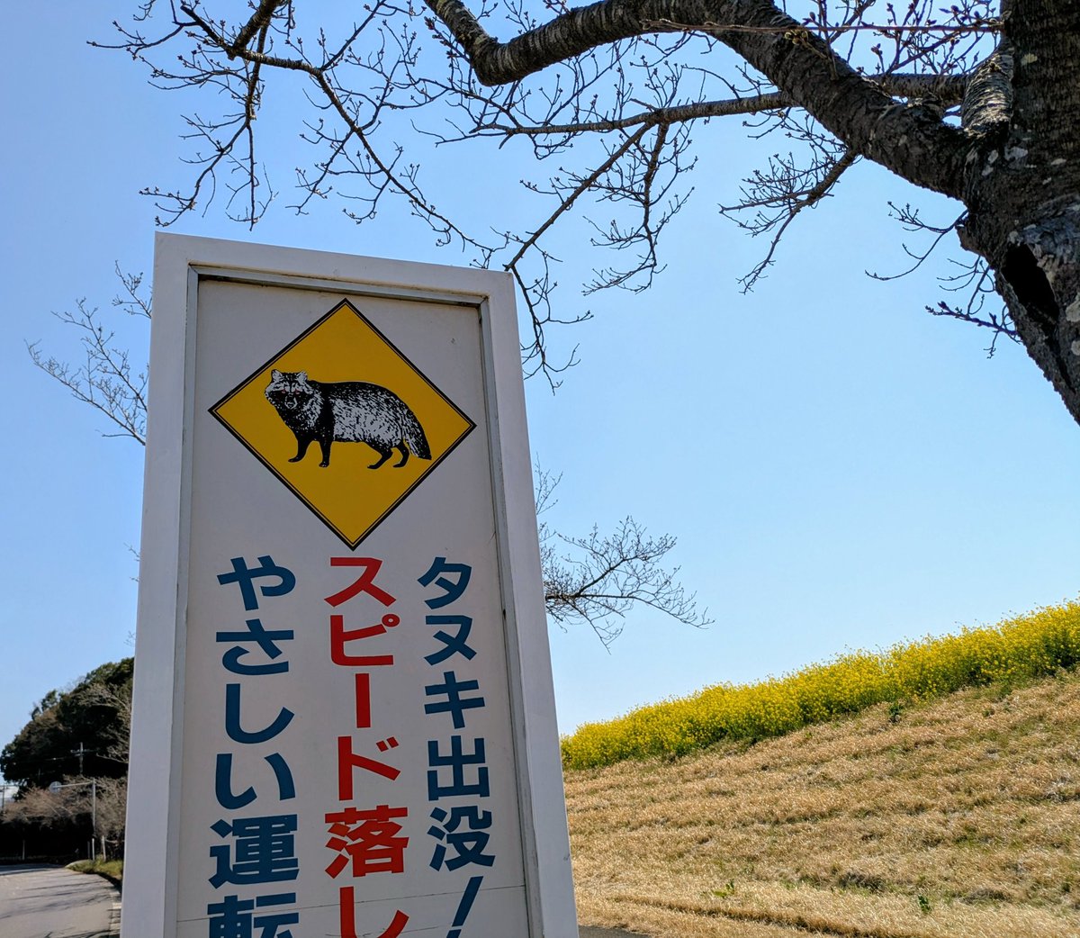 動物にやさしい看板がある道🦝桜ももうすぐ🌸🥰