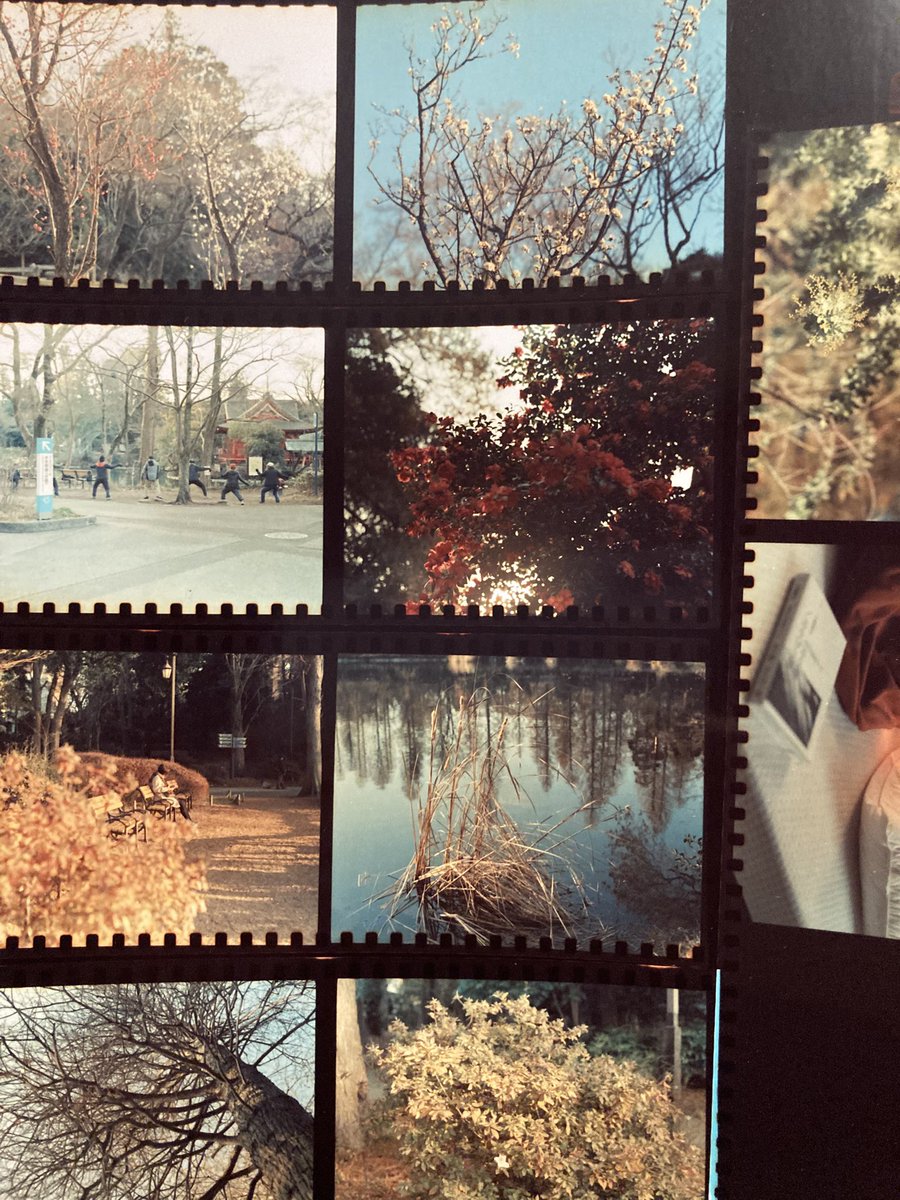 datokudo's tweet photo. kodak vision3 っていう映画で使われるフィルムで撮影しました。
タングステンってのもありますがなるほどーって感じで面白いです。
好み的には、、portraの方が好きかも😹 https://t.co/2ZD6uAXVgo