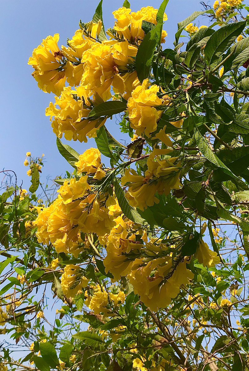 MyPicsWorld's tweet photo. Beautiful Flowers 🌺
📍Panchkula, Bharat 🇮🇳
#FlowersOnSaturday
#NaturePhotographer
#Photobyme
#SpringInBloom
#blossom
#Saturday_Vibes
#SpringFlowers https://t.co/zNnRzdBJic