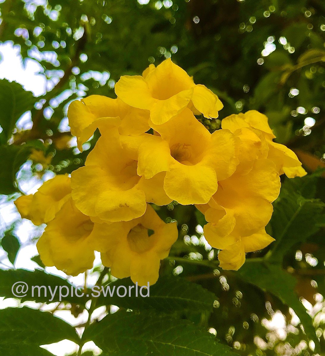 MyPicsWorld's tweet photo. Beautiful Flowers 🌺
📍Panchkula, Bharat 🇮🇳
#FlowersOnSaturday
#NaturePhotographer
#Photobyme
#SpringInBloom
#blossom
#Saturday_Vibes
#SpringFlowers https://t.co/zNnRzdBJic