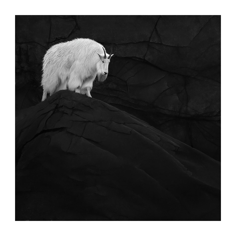 patrickemsphoto's tweet photo. CANADIAN ROCKIES 4

#patrickemsphotography #patrickems #fineartphotography #canada #mountaingoat https://t.co/j0EhniDky1