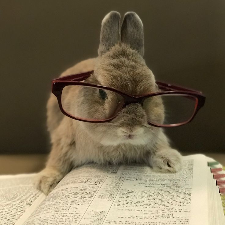 Bunnies tweet media