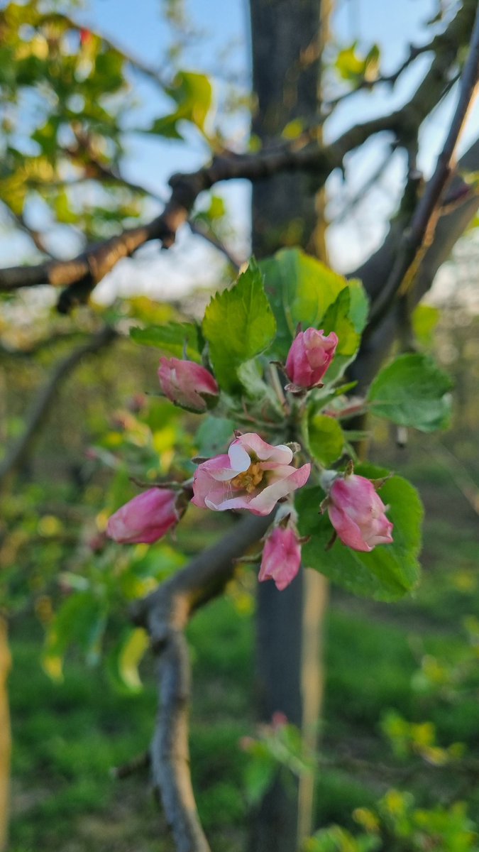 Benj' Thi🇫🇷🍎🥔 tweet media