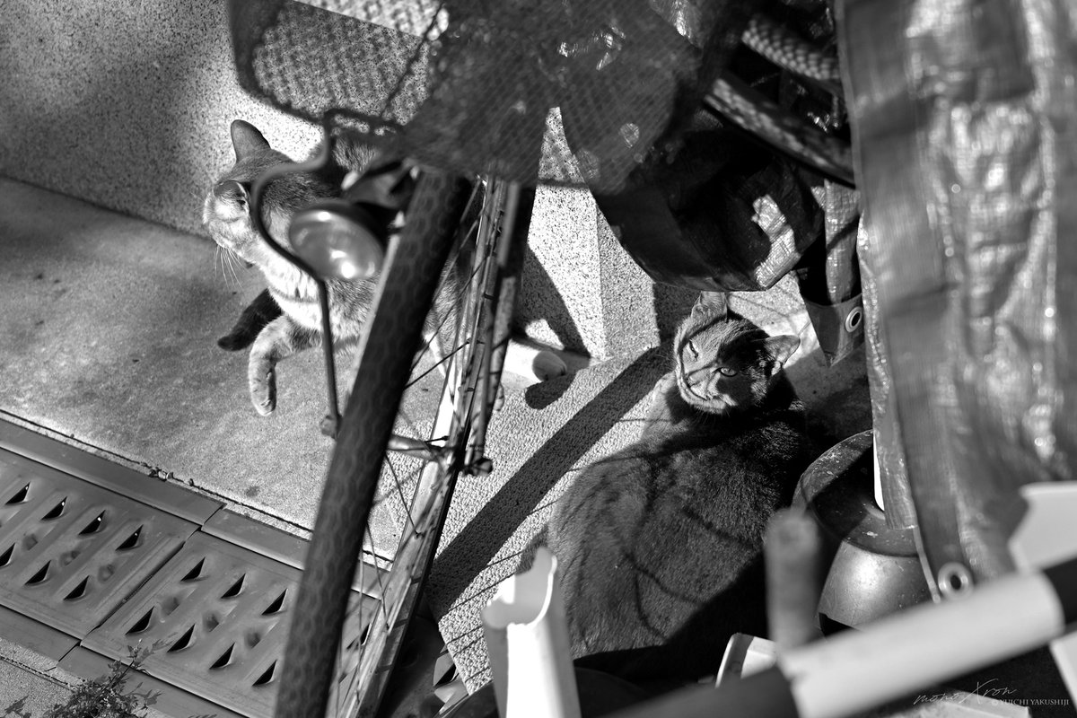 monoXron tweet media