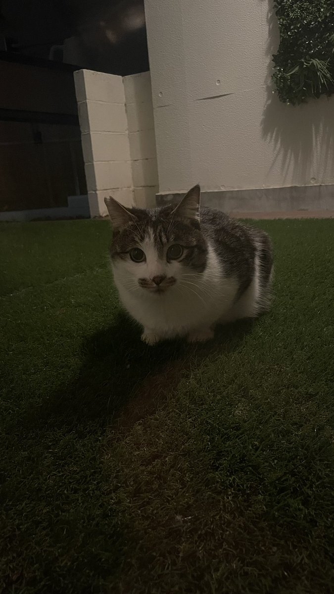 猫教授 tweet media