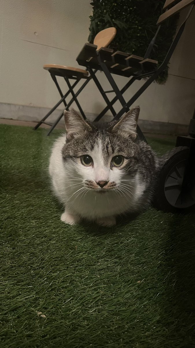 猫教授 tweet media