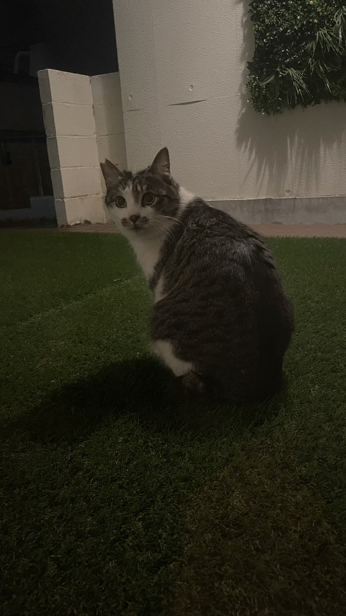 猫教授 tweet media